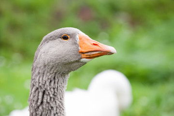 gray goose head closeup view on green grass background