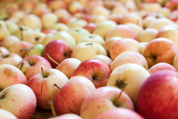 apples