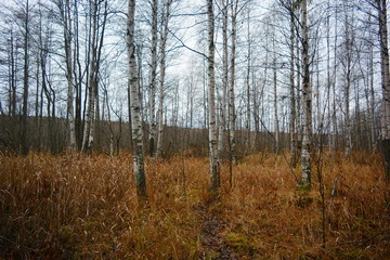 Obraz na płótnie Canvas Autumn forest - birch without leaves, yellow tall grass.