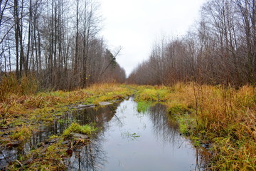 Autumn landscape: trees without leaves are reflected in the puddles on the road, around the yellow grass