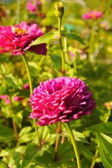 Zinnia elegans on a sunny day