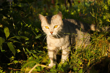 Naklejka na ściany i meble A young cat walks through the grass in the park.