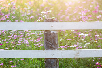 fence in cosmos garden