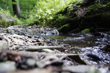 Impressionen am Bach im Wald