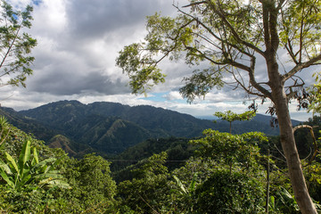 Jamaica blu mountains