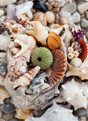 Natural sea shells wallpaper background