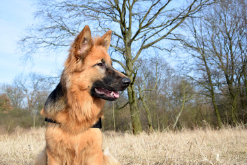 Portrait of young Old German Shepherd (long-haired). Dog outdoor portrait.