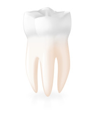 White tooth isolated