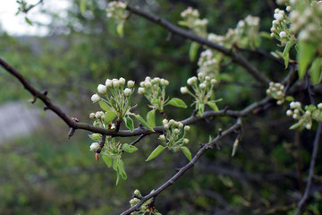Blooming cherry buds in springtime. Wild cherry (Prunus avium). Spring.