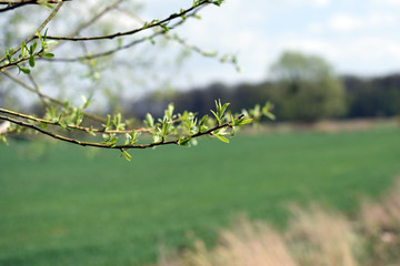 Blooming trees buds, spring. Closeup photography.
