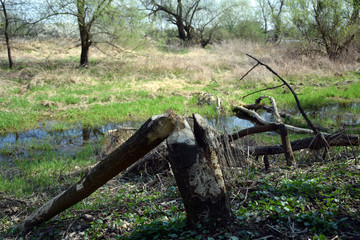 Trees fallen by beavers. Trees trunk gnawed by Castor. Poland