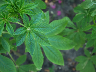 High Angle View of Fresh Green Plant