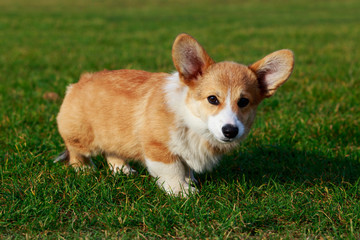 Dog breed Welsh Corgi Pembroke