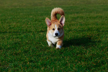 Dog breed Welsh Corgi Pembroke