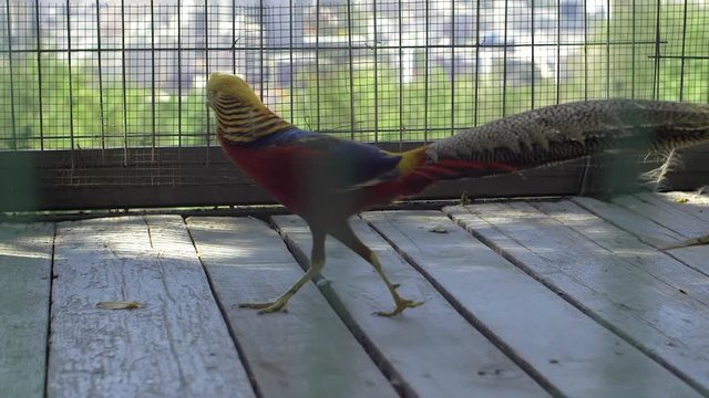 Colourful bird walking in the cage outdoor slow motion