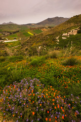landscape with flowers and mountains