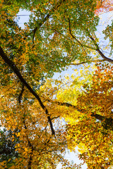 Vibrant autumn colors on a sunny day in the forest