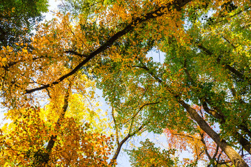Vibrant autumn colors on a sunny day in the forest