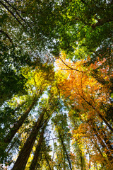 Vibrant autumn colors on a sunny day in the forest