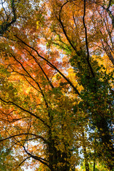 Vibrant autumn colors on a sunny day in the forest