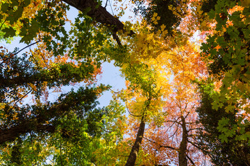 Vibrant autumn colors on a sunny day in the forest