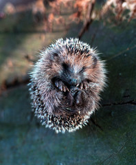 Młody jeż zachodni  (Erinaceus europaeus) © JDziedzic
