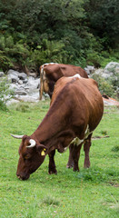 Fototapeta na wymiar Milk cow on pasture