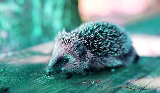 Jeżozwierz Images Browse 45 Stock Photos, Vectors, and Video Adobe