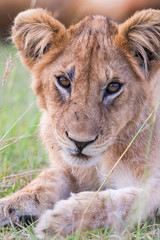 Close-up on a Lion Cub