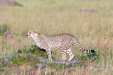 Watchful Cheetah in the savanna