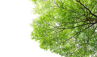 Tree green branch and leaf on white sky background..