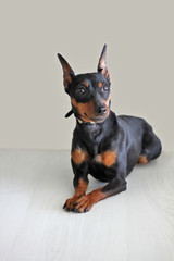 Fototapeta na wymiar Portrait of a beautiful dog miniature pinscher on a gray light background