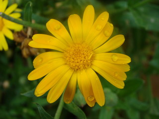 Yellow flower