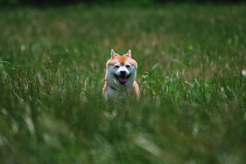 close up on shiba inu dog on grass