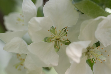 beautiful delicate white flowers of apple trees blooming in the spring garden