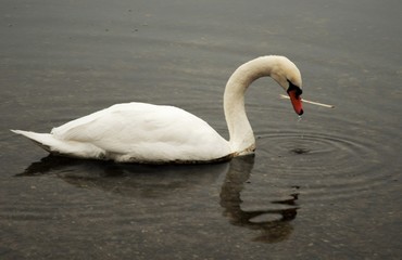 Fototapeta premium cygne