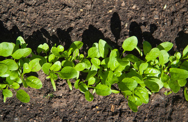 garden bed with growing greens, young fresh spinach