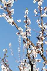 Branches of apricot tree in the period of spring flowering.