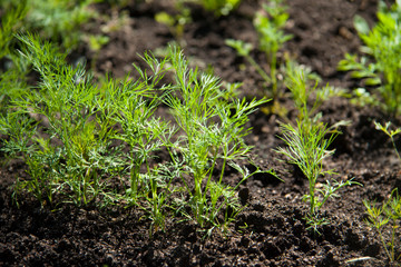 garden bed with growing herbs, dill