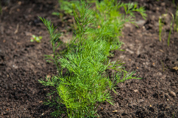 garden bed with growing herbs, dill