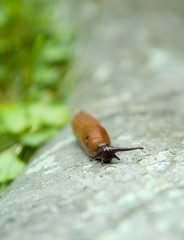 brown slug insect crawling over a gray stone