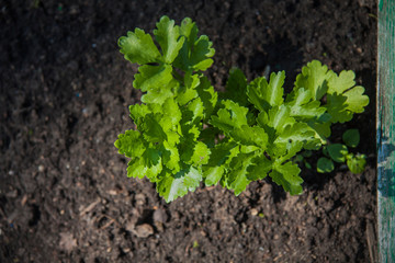 garden bed with growing herbs, parsley leaves, celery