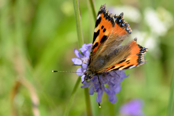Orange schwarzer Schmetterling auf lila Blume vor grüner Wiese
