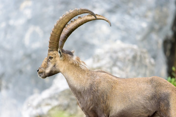 Steinbock mit großem Geweih vor Fels an der Benediktenwand.