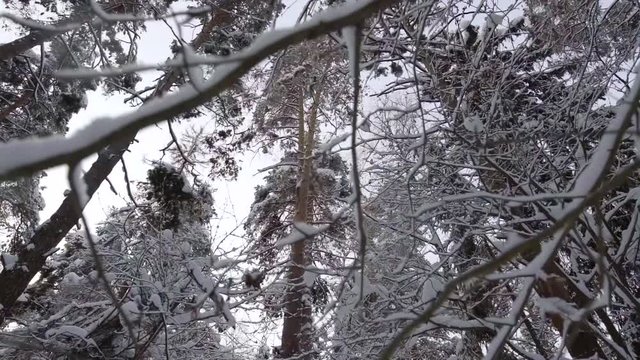 trunks of naked trees and snowy spruces in forest in winter day, tilt up moving shot, amazing nature