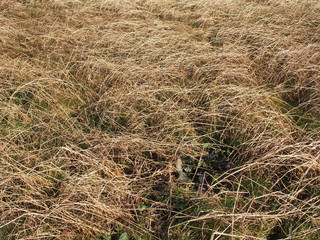 Fototapeta premium 冬の土手の枯れ草