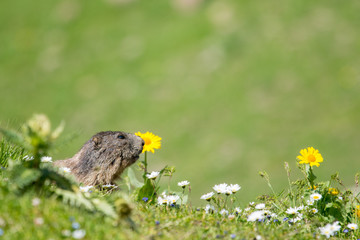 Murmeltier von der Seite auf grüner Blumenwiese