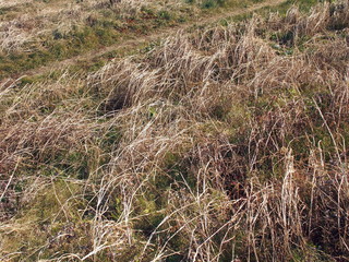 Fototapeta premium 冬の土手の枯れ草