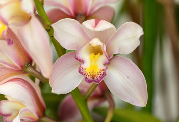 Fototapeta na wymiar Close up of beauty colorful orchid flower