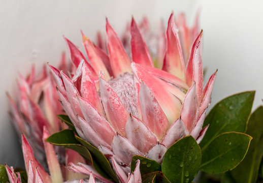  King protea or protea cynaroides the national flower of South Africa © wjarek